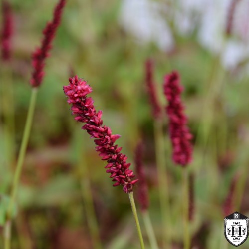 Persicaria amplexicaulis 'Fat Domino' - Kaelus-kirburohi 'Fat Domino'